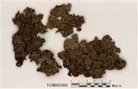 藏品(粗梅衣)的圖片